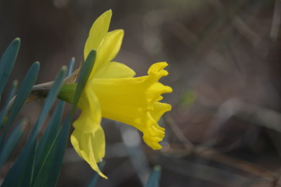 flowers in bloomington indiana