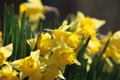 flowers in bloomington indiana